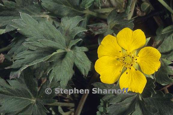 potentilla glaucophylla var glaucophylla 1 graphic